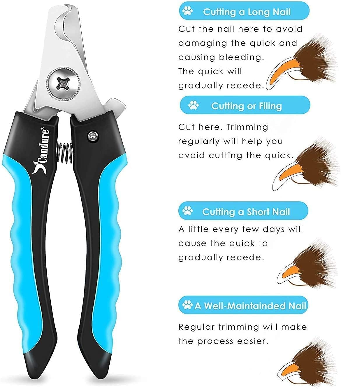 Candure Dog Nail Clippers and Trimmer with Safety Guard to Avoid Over-Cutting Toe Nails Professional Grooming Pet Nail Clipper with Nail File for Small Medium-Large Breeds - Image 6
