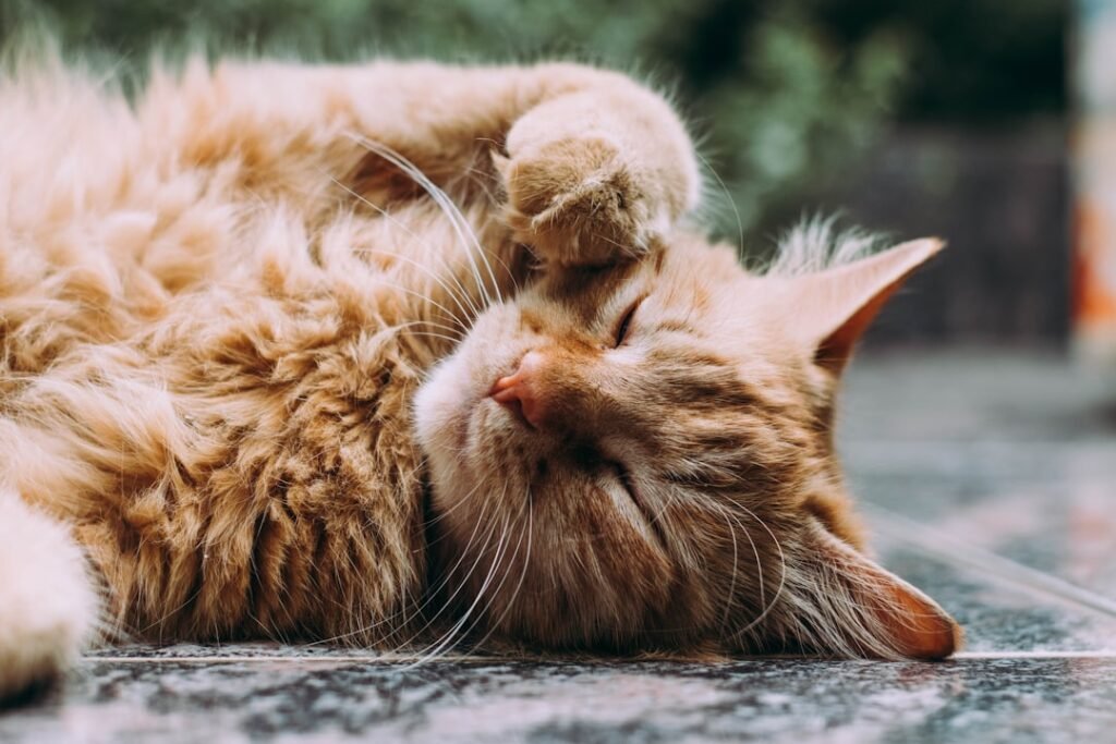 Basic Cat Care Tips for Complete Beginners