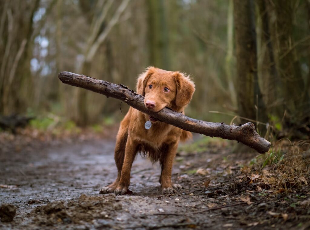 Basic Dog Training Tips for Complete Beginners