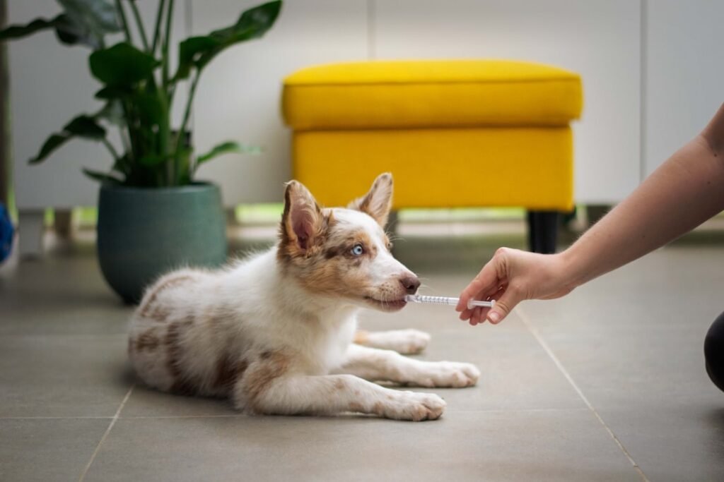 Common First-Time Pet Owner Mistakes to Avoid