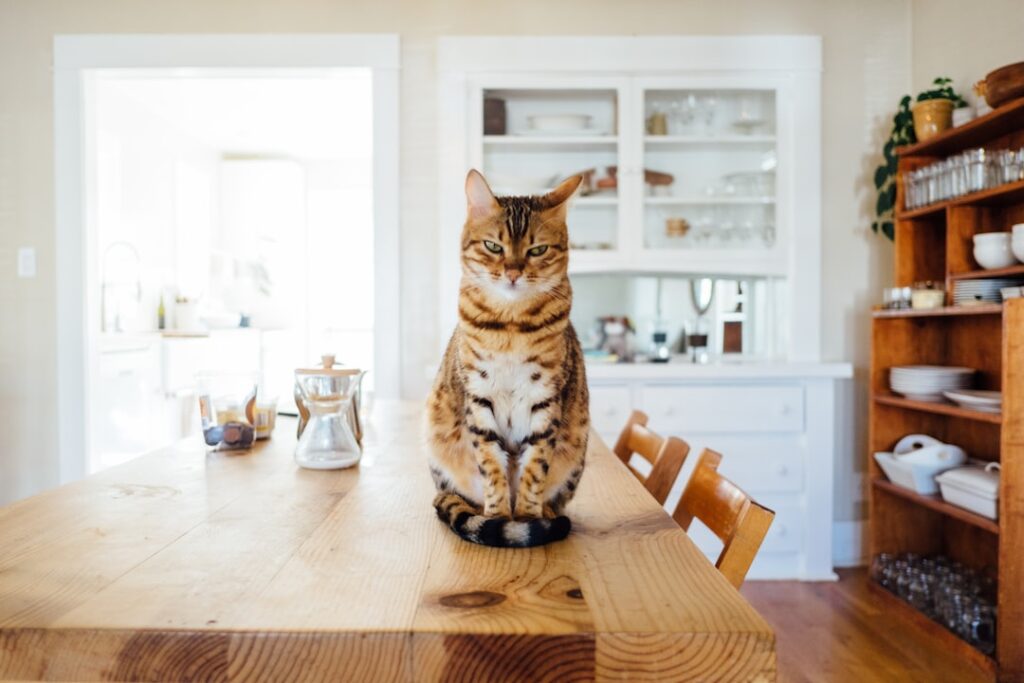 Common Mistakes New Cat Owners Make and How to Avoid Them