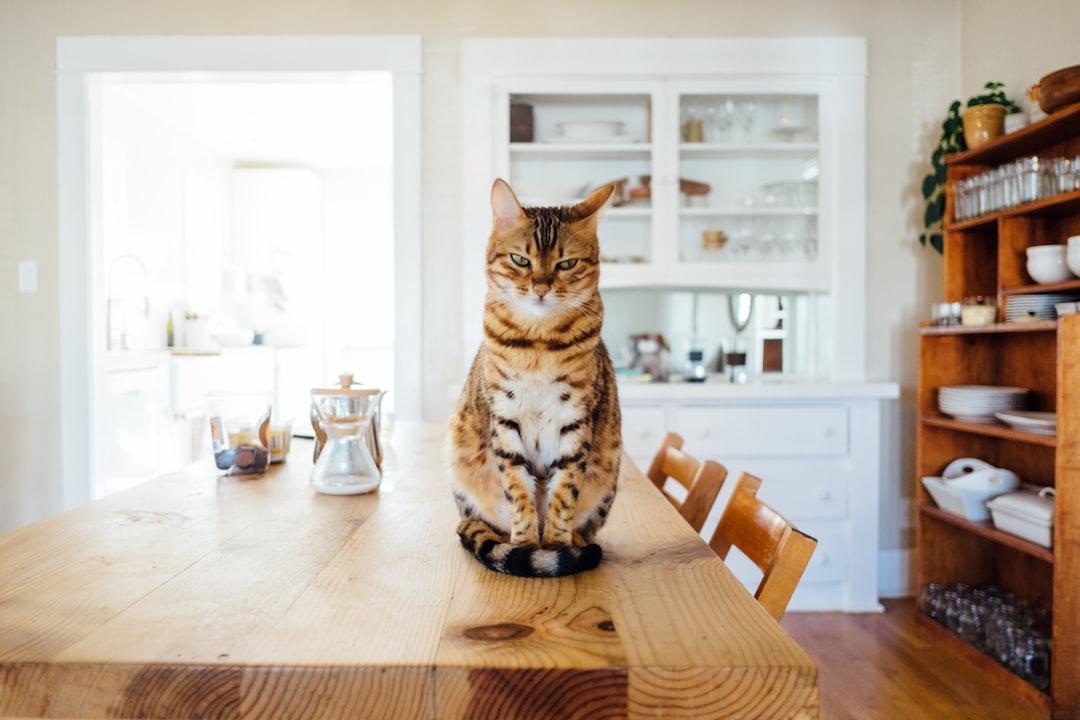 A cozy living room with a playful kitten exploring its surroundings, showcasing a welcoming environment for a new pet.