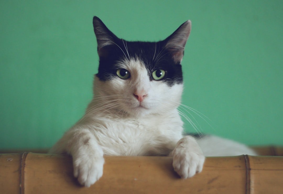 A cozy home setup with cat supplies like a litter box, food bowls, and toys, ready for a new cat.