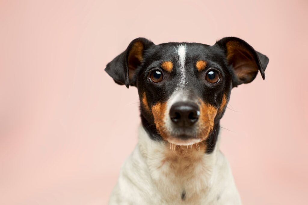 First-Time Dog Owner Checklist Before Adoption