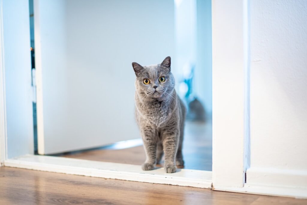 First Week With a New Cat: A Simple Beginner Guide