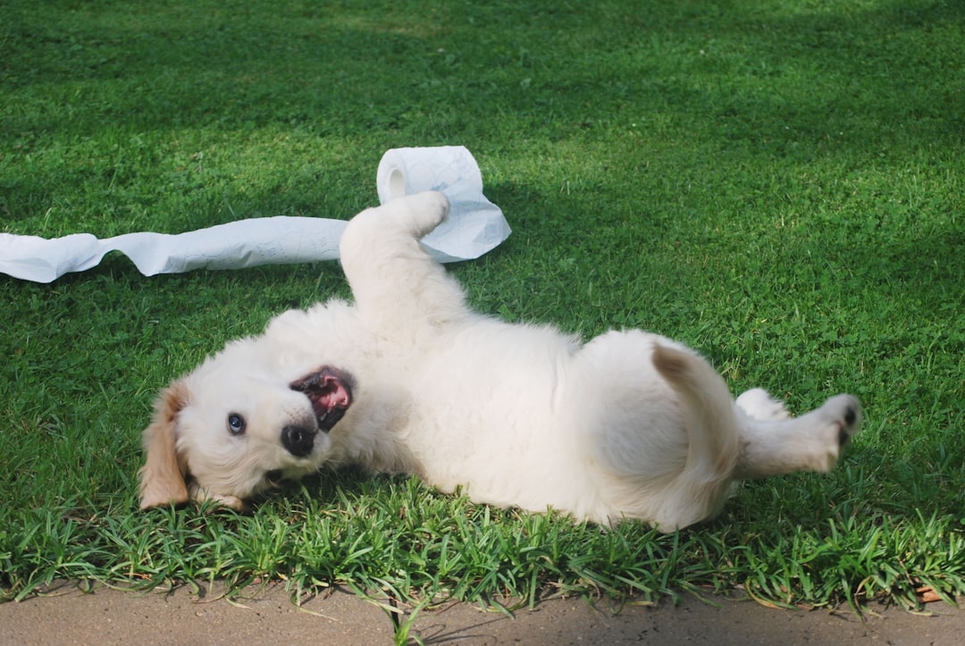 A happy dog playing in a sunny park, showcasing an active lifestyle and companionship.