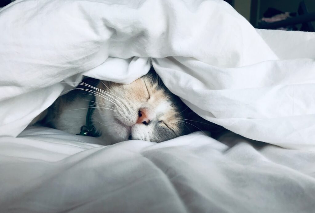 How to Build a Simple Daily Routine for Your Cat