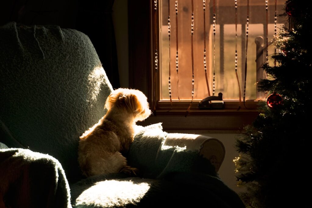 How to Handle Your Dog’s First Night at Home