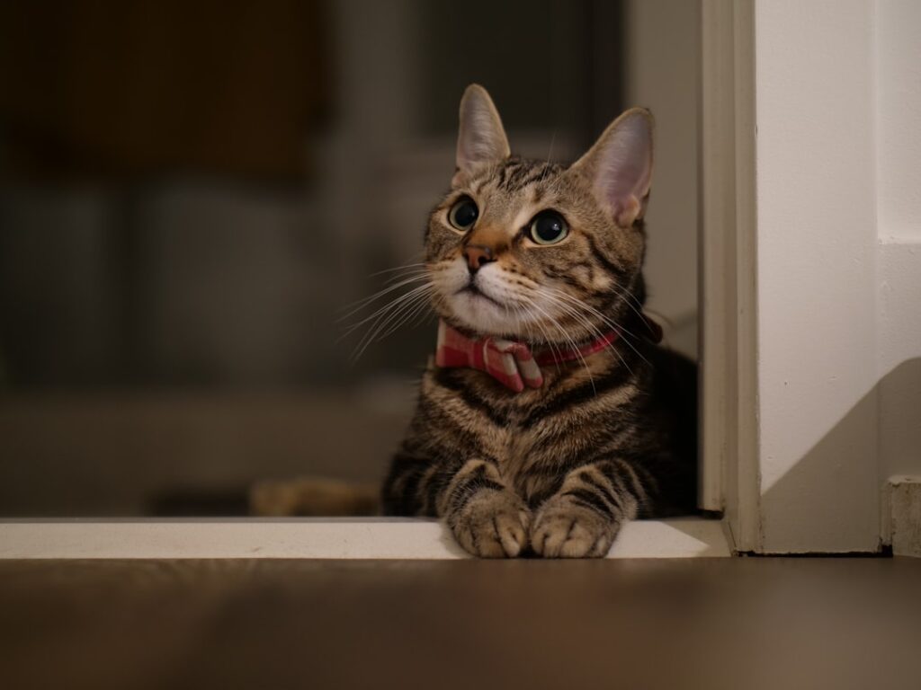 How to Help a New Cat Feel Safe in Your Home