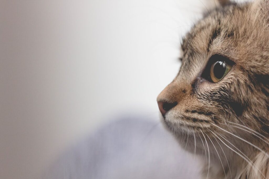 How to Introduce a New Cat to Your Family