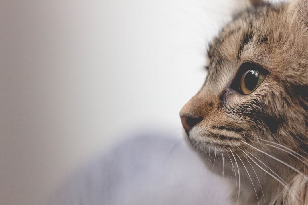 A family gently introducing a new cat into their home, showcasing a calm and welcoming environment.