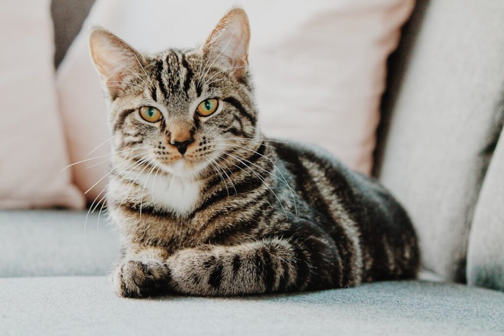 How to Know If You Are Ready for Your First Cat