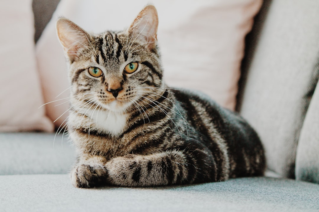 A cozy living room with a cat bed and toys, symbolizing a welcoming environment for a new cat.