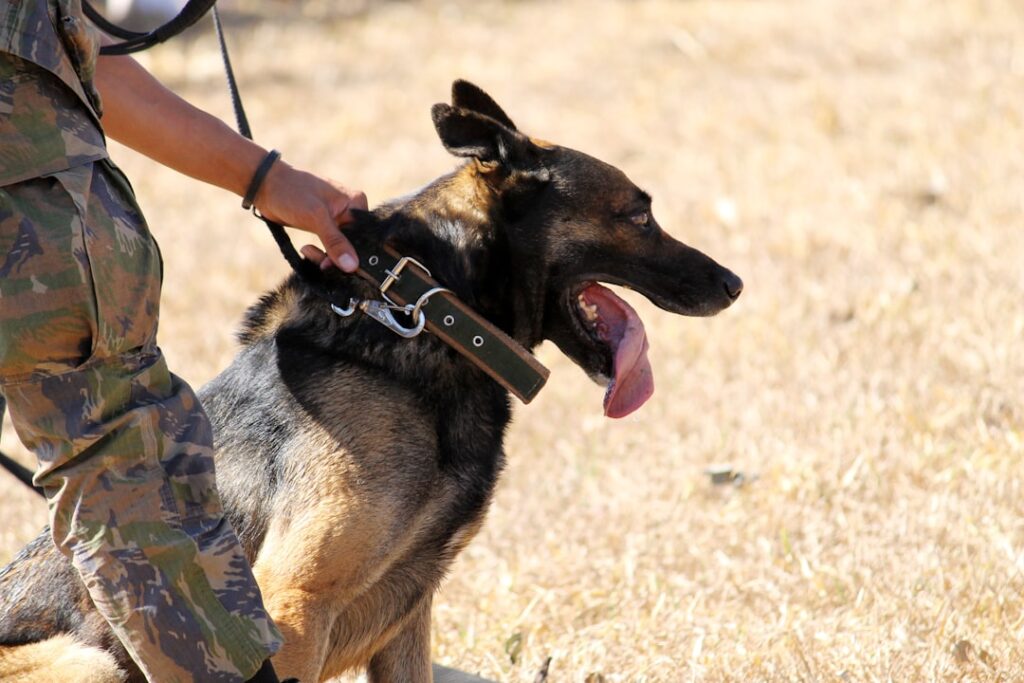 How to Know If You Are Ready for Your First Dog