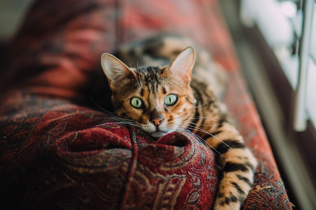 A cozy living room with cat-friendly furniture and toys, showcasing a welcoming environment for a new cat.