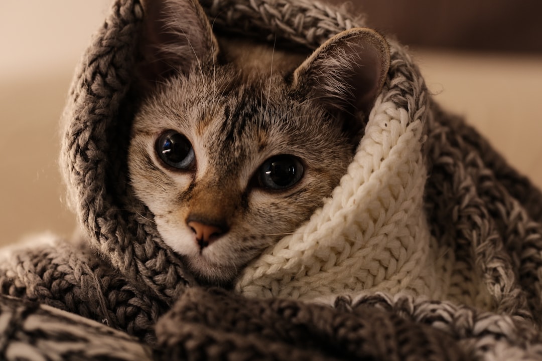 A cozy and inviting space for a cat, featuring a comfortable bed, toys, and a warm atmosphere.