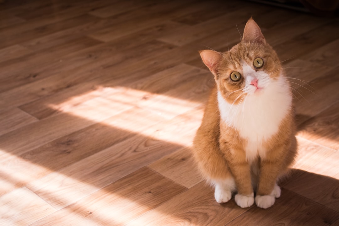 A close-up of a cat displaying various body language signals, such as a relaxed posture, tail position, and ear orientation, in a cozy home environment.