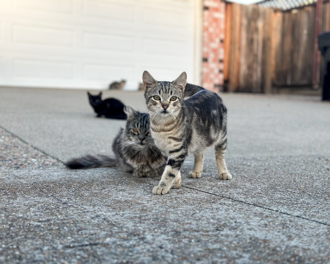A playful kitten and a calm adult cat sitting together, showcasing their different personalities and sizes.