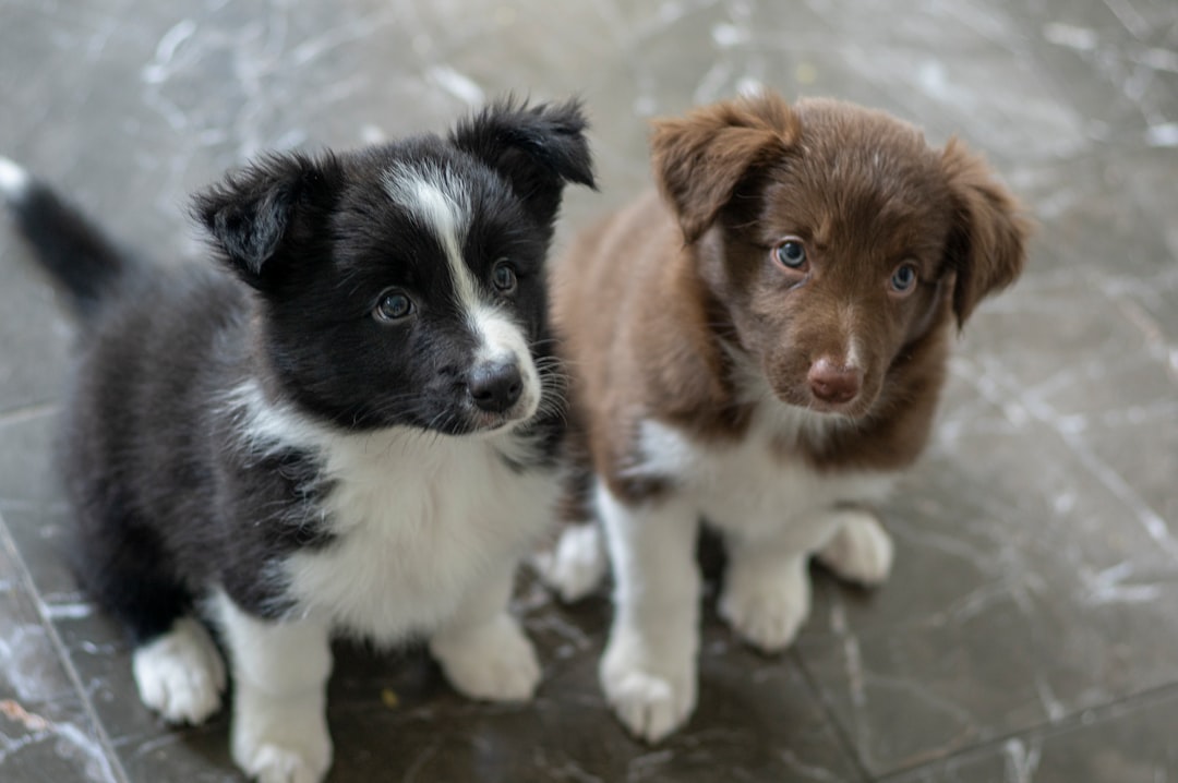 A playful puppy and a calm adult dog sitting together in a cozy home environment, showcasing the differences in their demeanor and size.