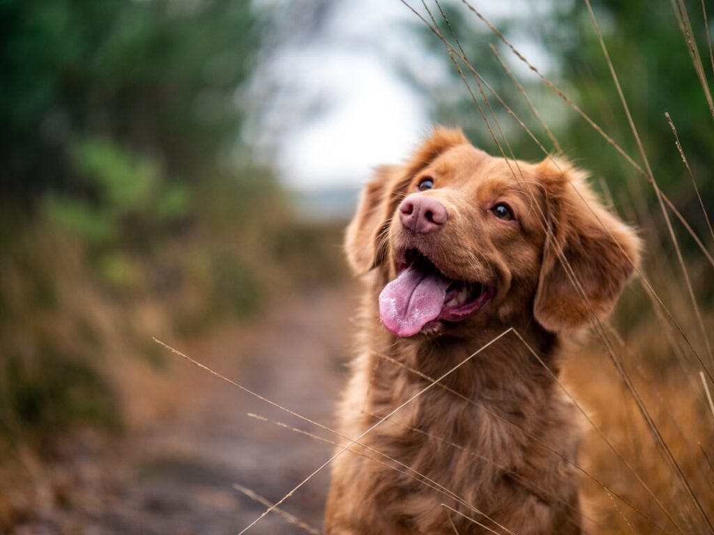 Simple Dog Care Tips Every New Owner Should Learn