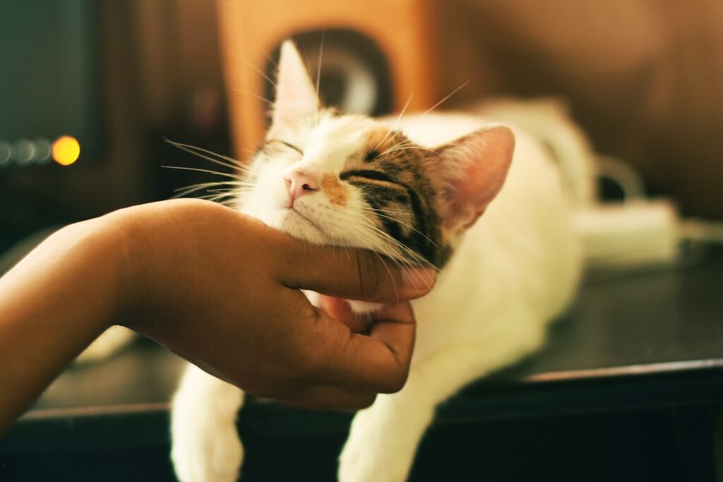 What First-Time Cat Owners Should Know Before Adopting