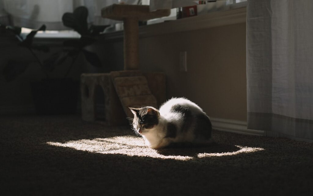 What to Expect During the First Month With a Cat