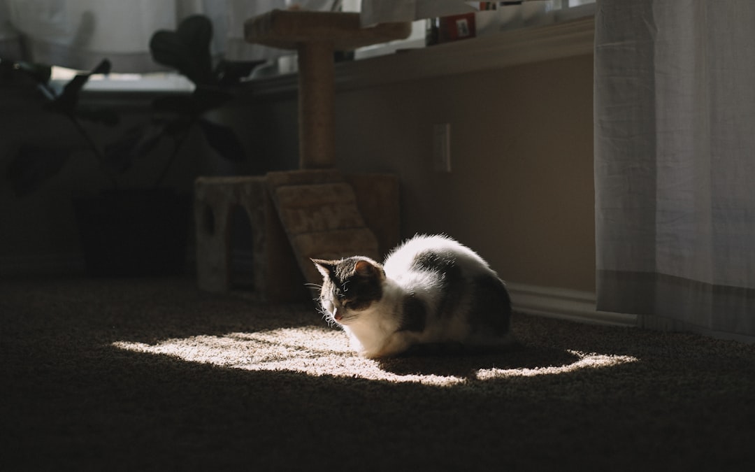 A cozy living room with a playful kitten exploring its new environment, surrounded by cat toys and a comfortable cat bed.