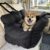 JACKO & CO Premium Dog Car Seat – Safe & Cozy Travel Bed Carrier for Small Dogs, Puppies, Pets, Clip-On Leash, Storage Pockets, Water-Resistant, Machine Wash (Black, Standard Medium (25-40 lbs))